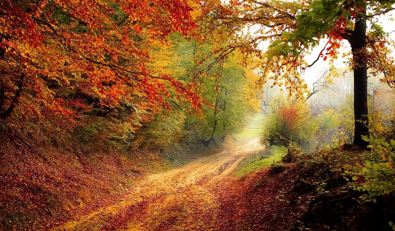 Enchanted Forest