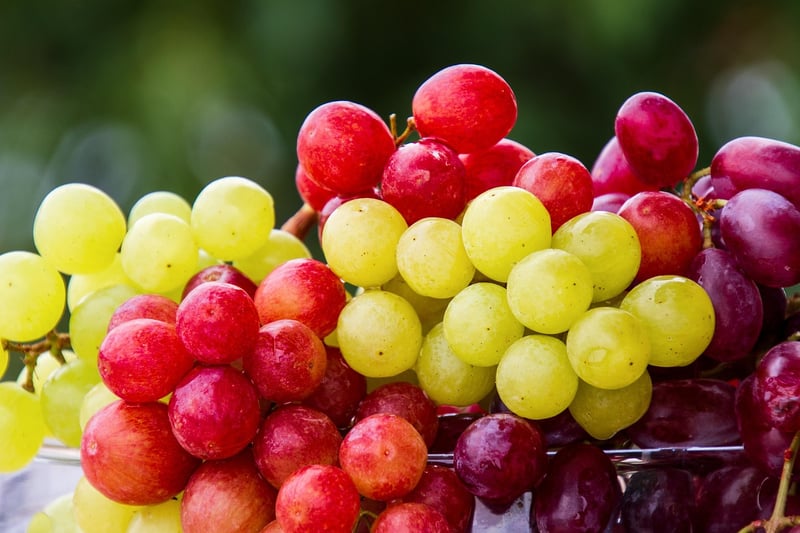 Vineyard